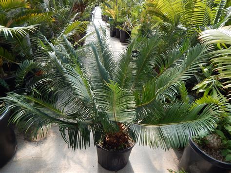 Cycas Panzhihuaensis At Nursery Tropical Plants Plants Palm Trees