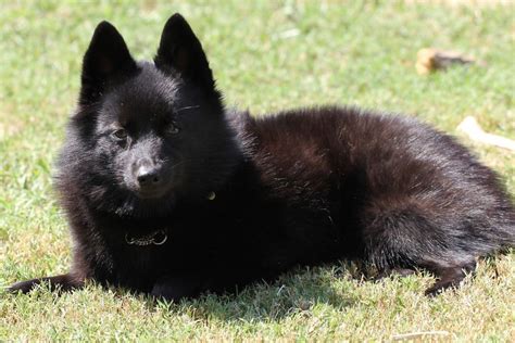 10 Dog Breeds That Look The Most Like Foxes