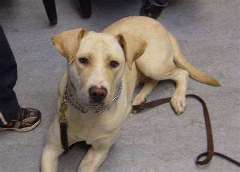 Yellow Labrador Retriever Roxy Large Adult Female Dog For