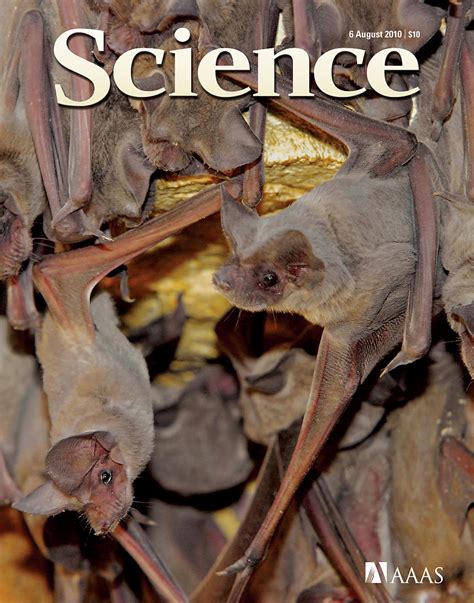 Scientists Unlock Secret Of Rabies Transmission In Bats All Images Nsf National Science
