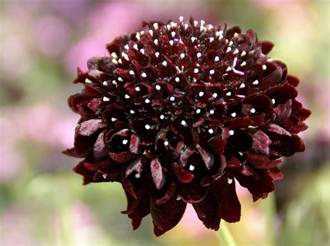 Scabiosa Atropurpurea Black Knight Seed Etsy