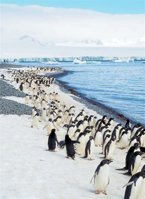 Antarctic Peninsula Fly And Cruise Wildlife Escapes