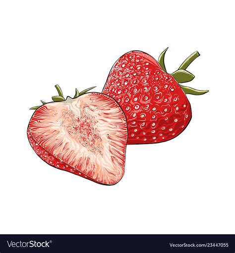 Hand Drawn Sketch Of Strawberry In Color Isolated Vector Image
