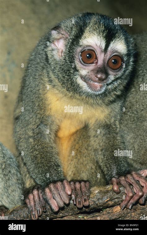 Night Monkey Aotus Species The Night Monkey Is Also Known As The