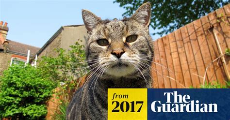 Northampton Cat Killings Add To Concern About Reach Of Culprit Crime The Guardian
