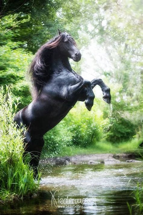 Magnificent Black Friesian Stallion Rearing In The Forest Get
