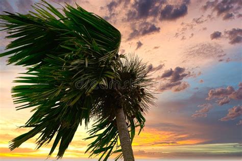 Swaying Palm Tree In Storm Palm Tree In Blowing Wind Waving Leaves