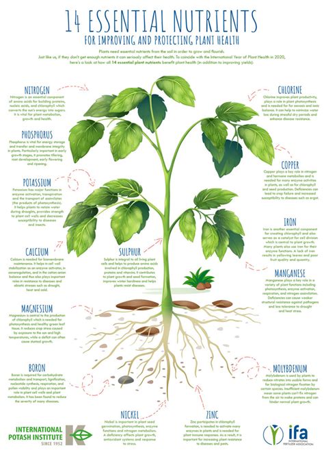 Fourteen Essential Nutrients For Improving And Protecting Plant Health
