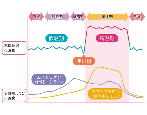 ホルモンの働き女性 不妊治療 京野アートクリニック高輪（東京 港区 品川）