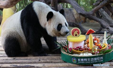 In Pics Giant Pandas At Chimelong Safari Park In Guangzhou Global Times