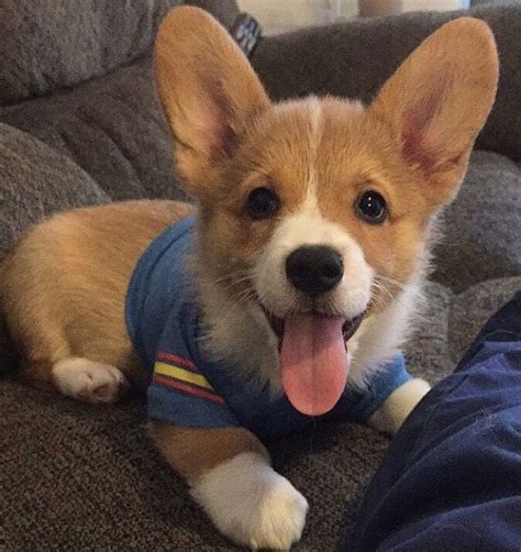 Corgis have a reputation for wanting to herd everything in sight, so if your pup inherits this trait, you might find them trying to herd anything that moves! Best 25+ Corgi mix puppies ideas on Pinterest | Corgi ...