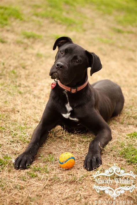 Look at pictures of great dane puppies who need a home. Black Great Dane Boxer Mix Puppies | Boxer mix puppies ...