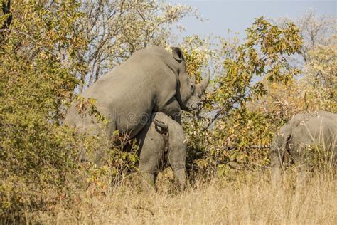 Two Wild White Rhinoceros Mating In The Bush In Kruger Park Stock