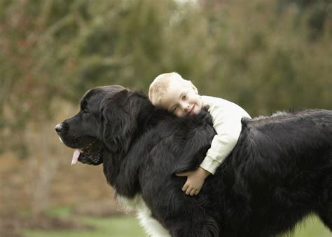 10 Giant Dog Breeds That Make Great Pets Giant Dog Breeds Friendly