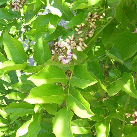 Indian Beech Tree Pungam Karanja Santhi Online Plants Nursery
