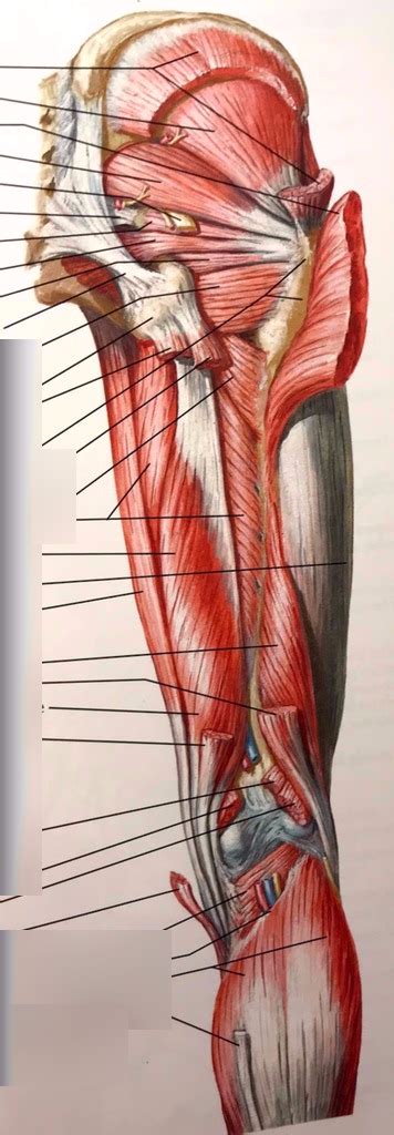 Anatomy Lab Unit 2 Posterior Thigh Muscles Diagram Quizlet Vlrengbr