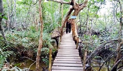 Menggunakan Hutan Mangrove Sebagai Objek Wisata Merupakan Pelestarian