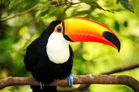 Toucans Wild Animals News And Facts