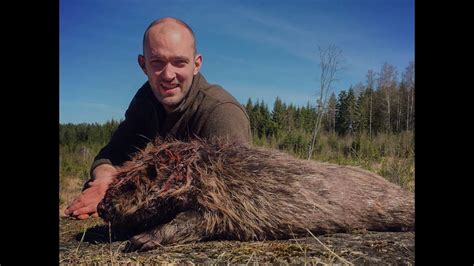 Beaver Hunting Sweden 2017 YouTube