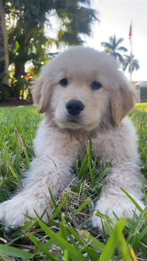 Puppy Life Nothing Cuter Than A Golden Retriever Puppy Video In 2022