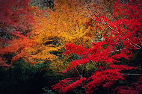 Download Autumn Color In Japan Wallpaper Bio Wallpaper