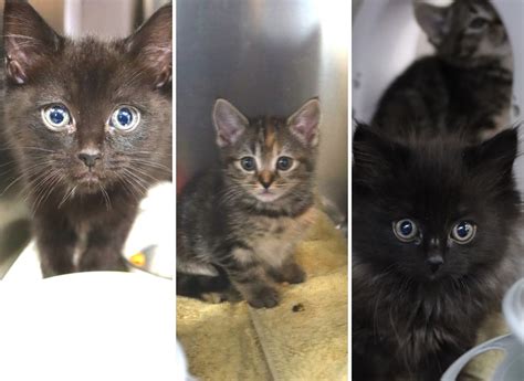 Rspca Helps Kittens Found Dumped In Bin