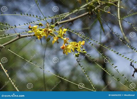 Parkinsonia Aculeata Palo Verde Stock Photo Image Of Rachis Verde