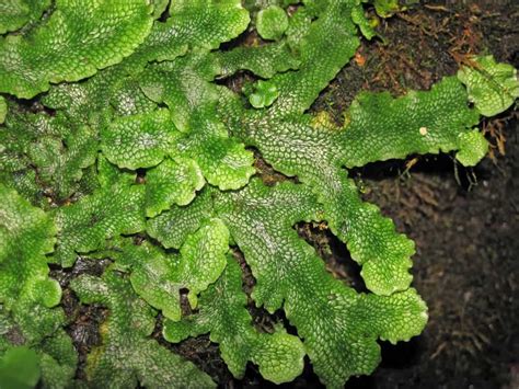 Liverworts Plants