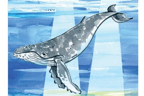 How To Draw A Humpback Whale At How To Draw