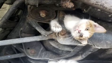9 Week Old Kitten Well After Rescue From Cars Subframe Boston News Weather Sports Whdh 7news