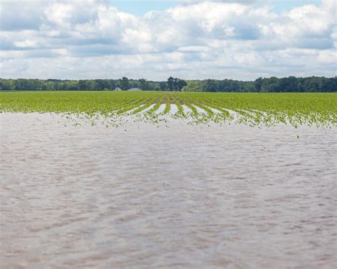 Cornfield Flooding Crop Damage And Soil Erosion From Heavy Rains And