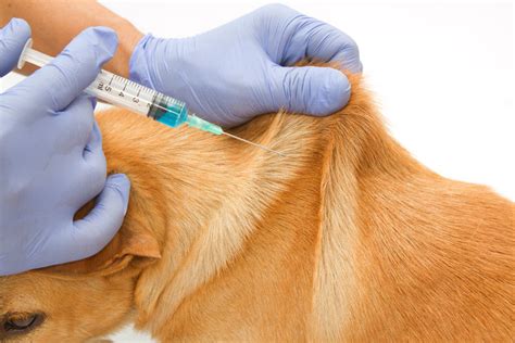 22 dog-eating persons injected with rabies vaccine