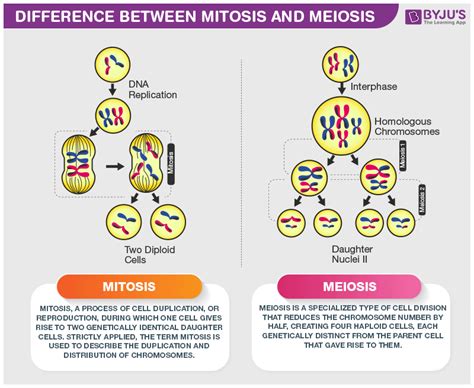 Prophase Of Mitosis Vs Meiosis Honestroden
