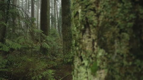 Fir Trees Pacific Northwest Forest A Dolly Shot Past A Tree In A