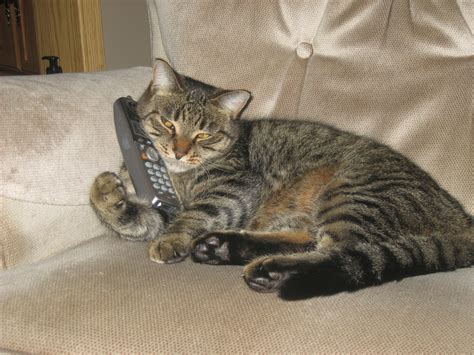 Tabby Cat On The Phone Looking Bored Best Pictures In The World