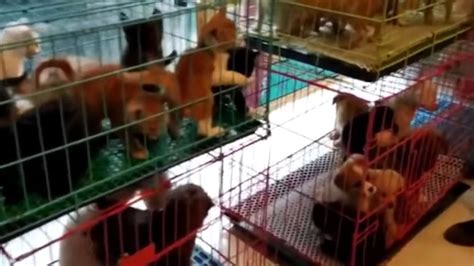 中国で約160匹の子犬と子猫が「盲箱」から救出 悲鳴のような声が響く壮絶な現場 生後3ヵ月以下で“郵送”されるところを保護 クーリエ・ジャポン