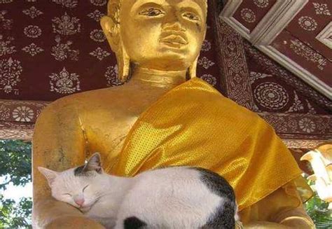 Katzen Im Buddhismus Und Eine Legende Gedankenwelt