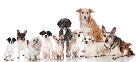 List Of Hdb Approved Breeds