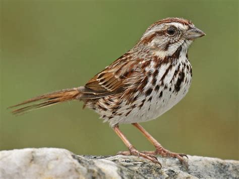 Nestwatch Song Sparrow Nestwatch