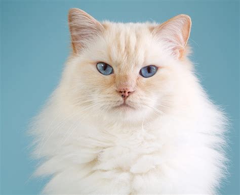 Fluffy Cat Breeds Discover The Fluffiest Kitties Around