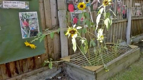 Growing Sunflowers At Chadwell Preschool Growing Sunflowers Plants