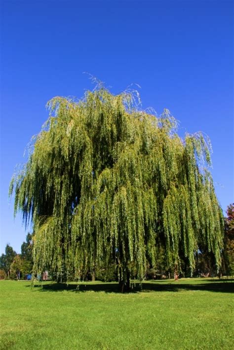 Different Types Of Weeping Willow Trees