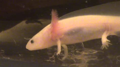 Bouncing Axolotls Youtube