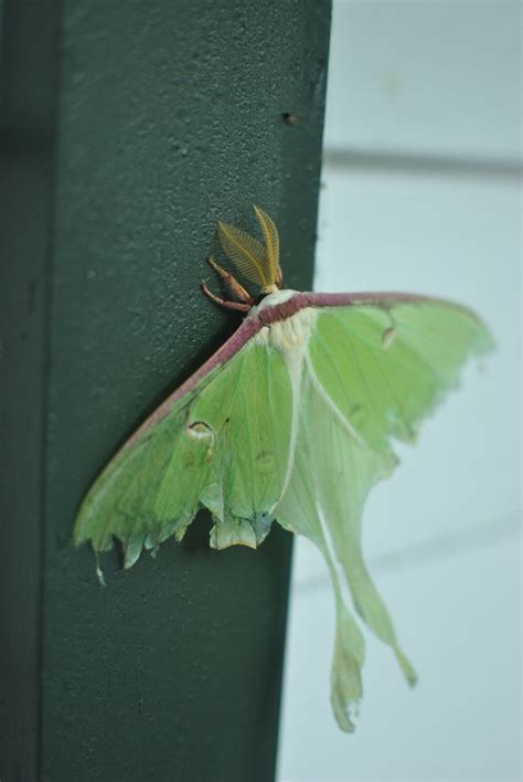 RPG Moth 010 Rowan Gill Flickr