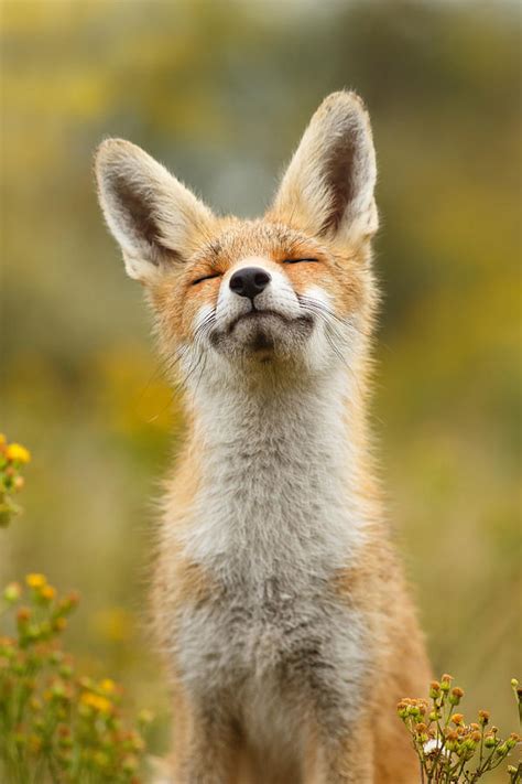 Happy Fox Photograph By Roeselien Raimond