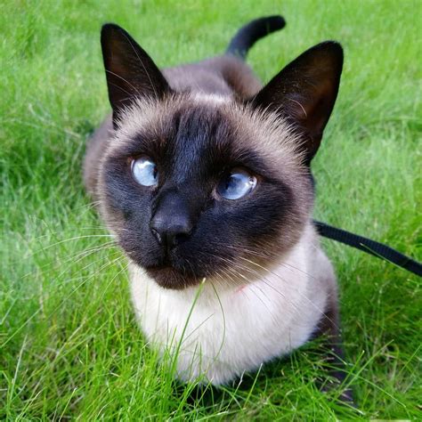Ollie Is A Siamese Cat Whos Starting To Make A Real Name For Himself