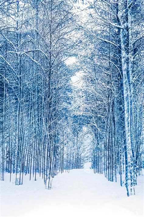 Winter Wonderland And Christmas Landscape Snowy Forest Trees Covered