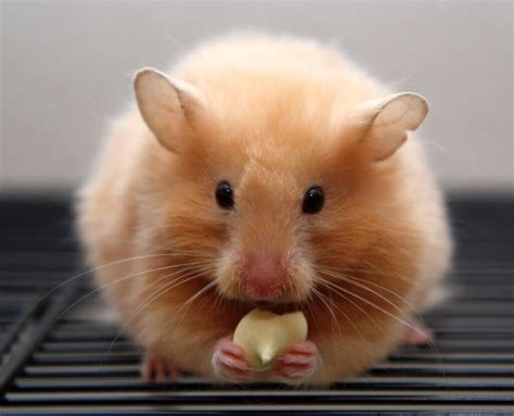 Expert Guide Teddy Bear Hamster Care Lifespan And Tips Hamster