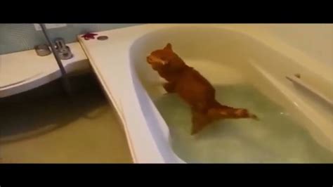 Hilarious Cats Vs Water 😹🚿 The Best Funny Cat Videos Of All Time 9