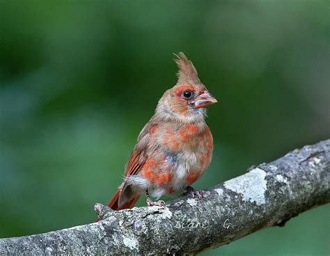 Juvenile Male Cardinal Photograph By Diane Giurco Pixels